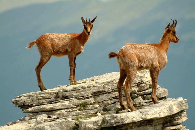 Camoscio d''Abruzzo Rupicapra pyrenaica ornata